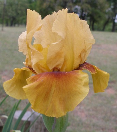 JPEG image