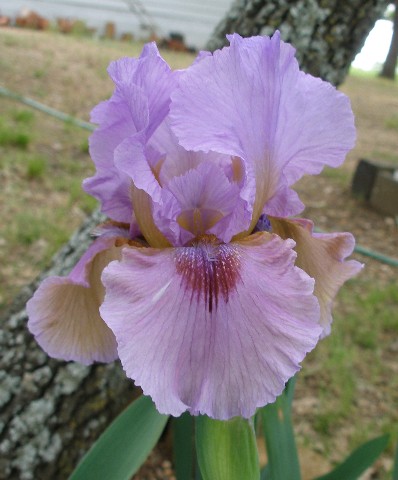 JPEG image