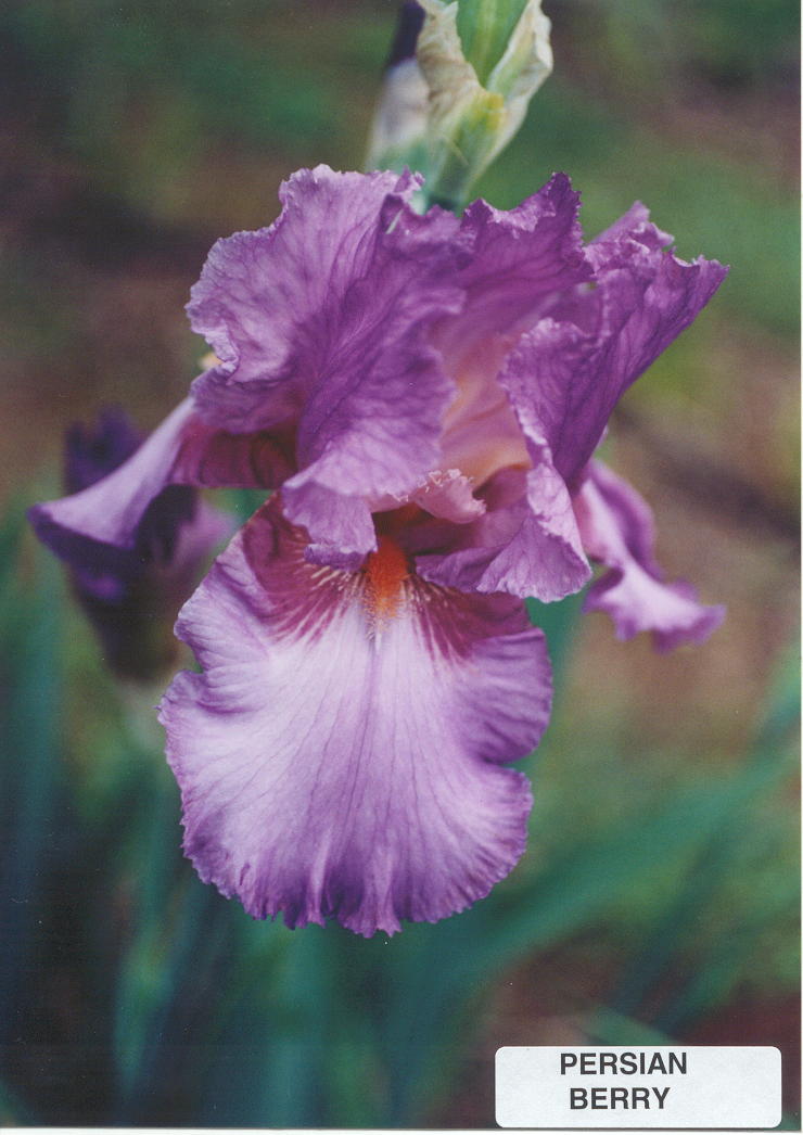 JPEG image