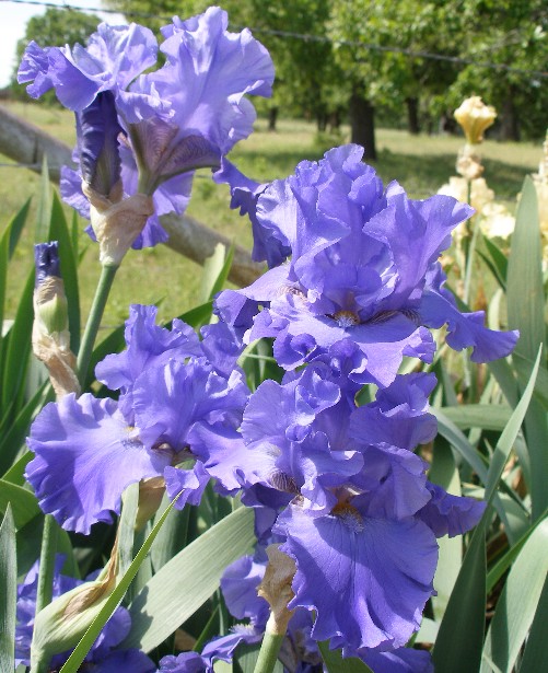 JPEG image