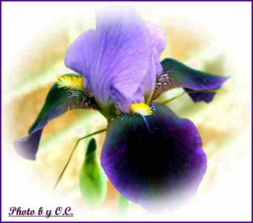 JPEG image