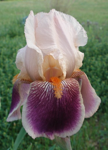 JPEG image