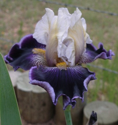 JPEG image