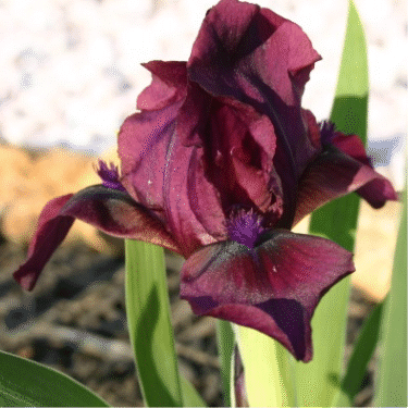 GIF image