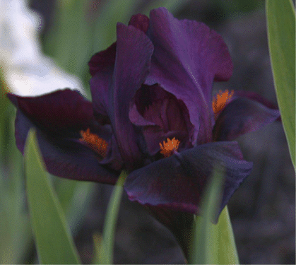 GIF image