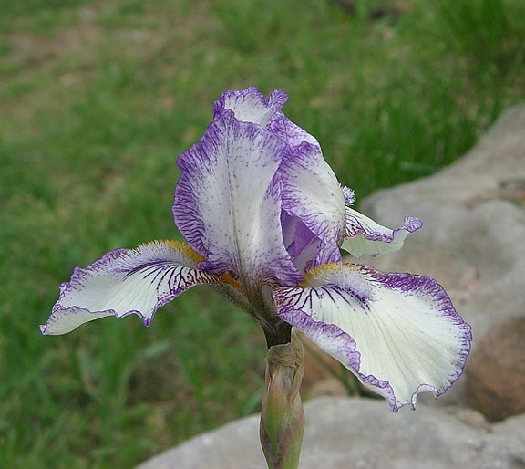 JPEG image