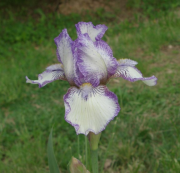 JPEG image