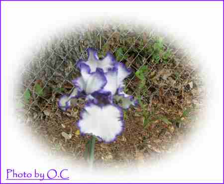JPEG image