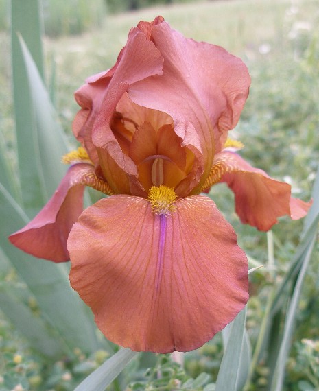 JPEG image