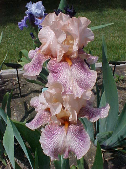 JPEG image
