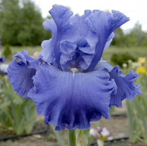 JPEG image
