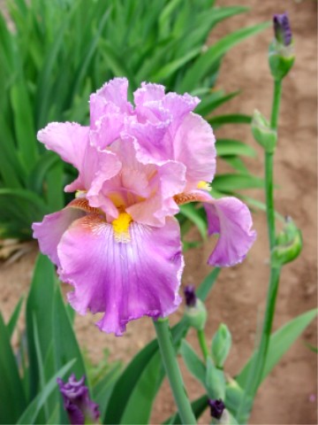 JPEG image
