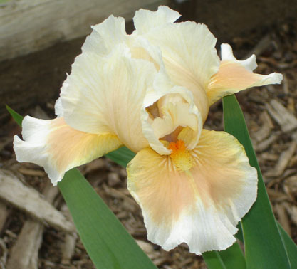 JPEG image