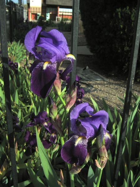 JPEG image