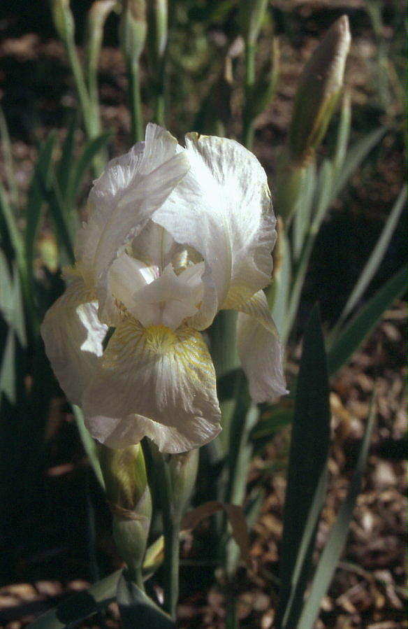 JPEG image