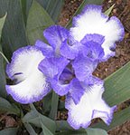 JPEG image
