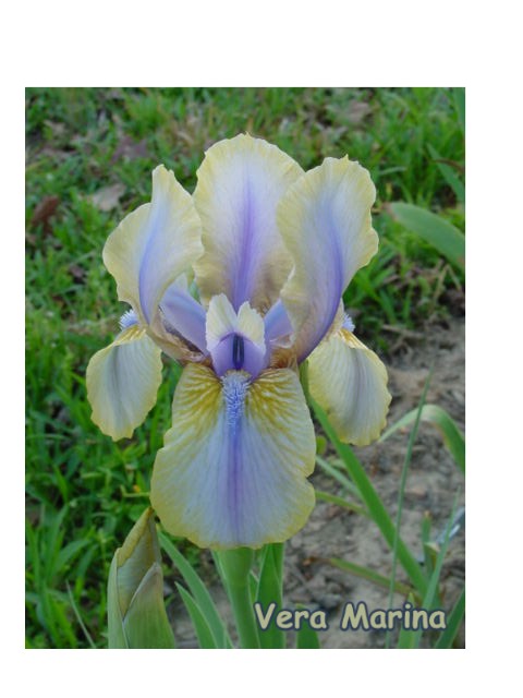 JPEG image