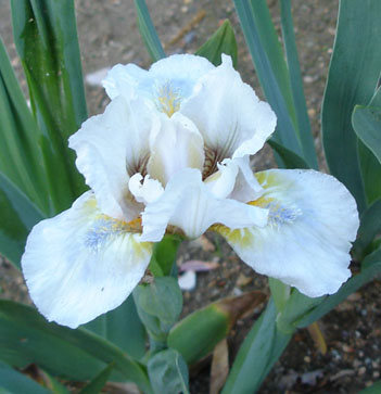 JPEG image