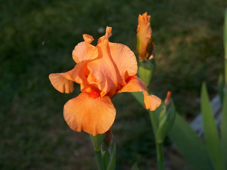 JPEG image