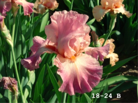 JPEG image