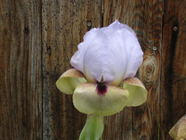 JPEG image