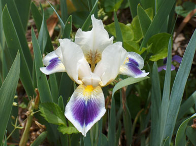 JPEG image