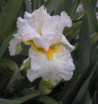 JPEG image