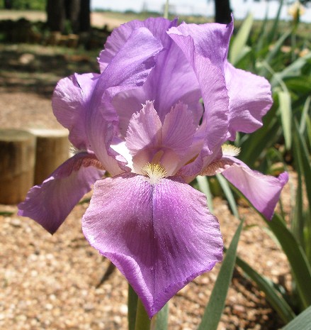 JPEG image