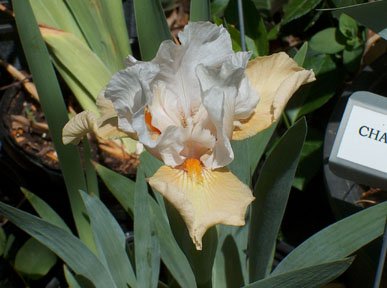 JPEG image
