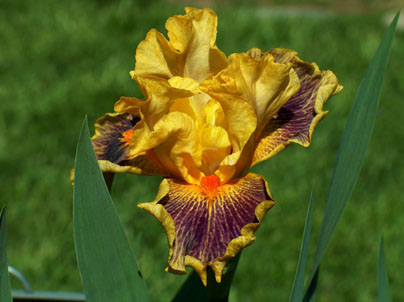 JPEG image