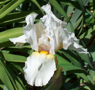 JPEG image