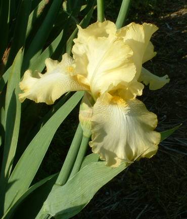 JPEG image