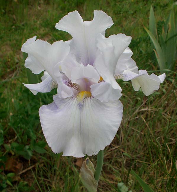 JPEG image