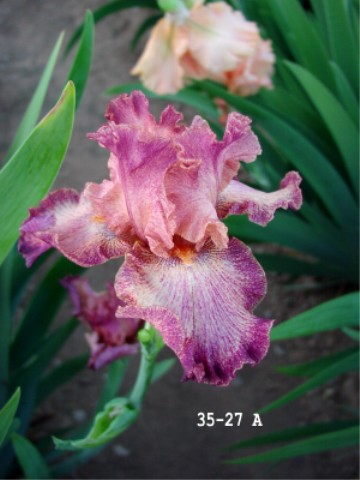 JPEG image