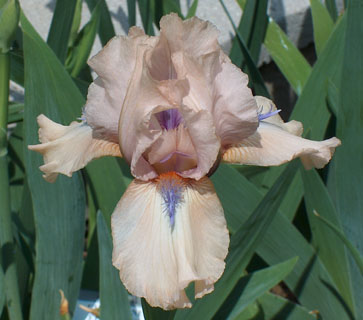 JPEG image