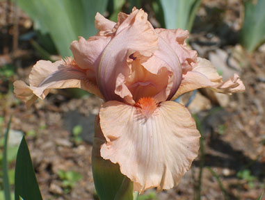 JPEG image