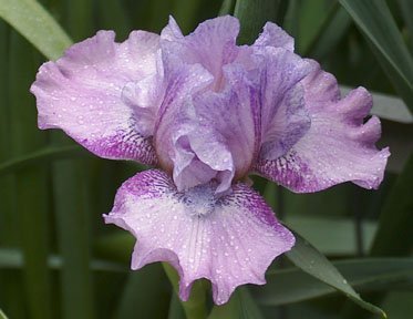 JPEG image