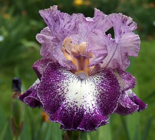 JPEG image