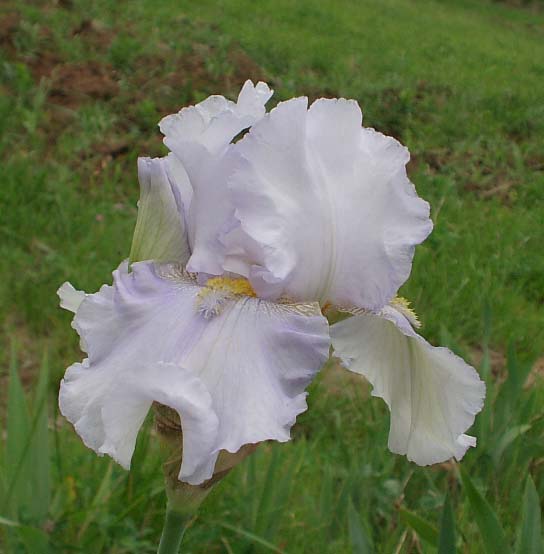 JPEG image