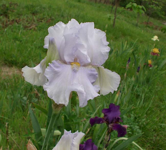JPEG image