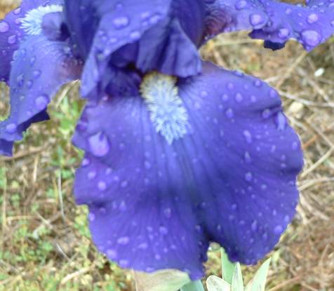 JPEG image
