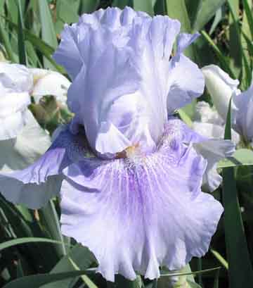 JPEG image
