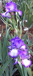 JPEG image