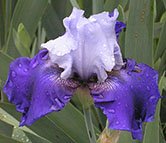 JPEG image