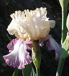 JPEG image