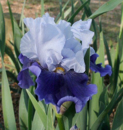 JPEG image