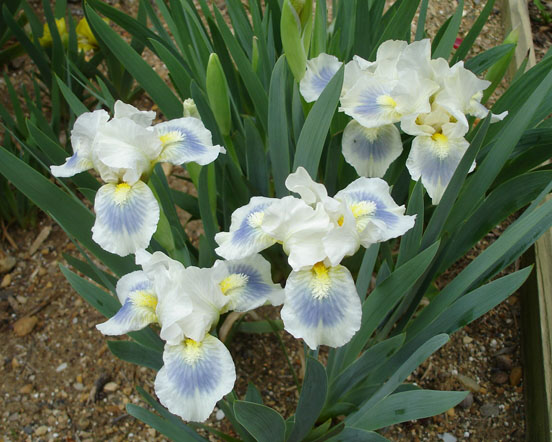 JPEG image