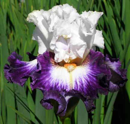 JPEG image
