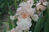 Iris D-G