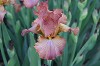 Iris A-C